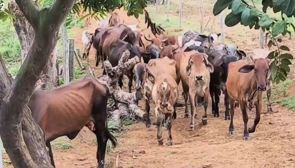 foto Not&iacute;cia Manaus