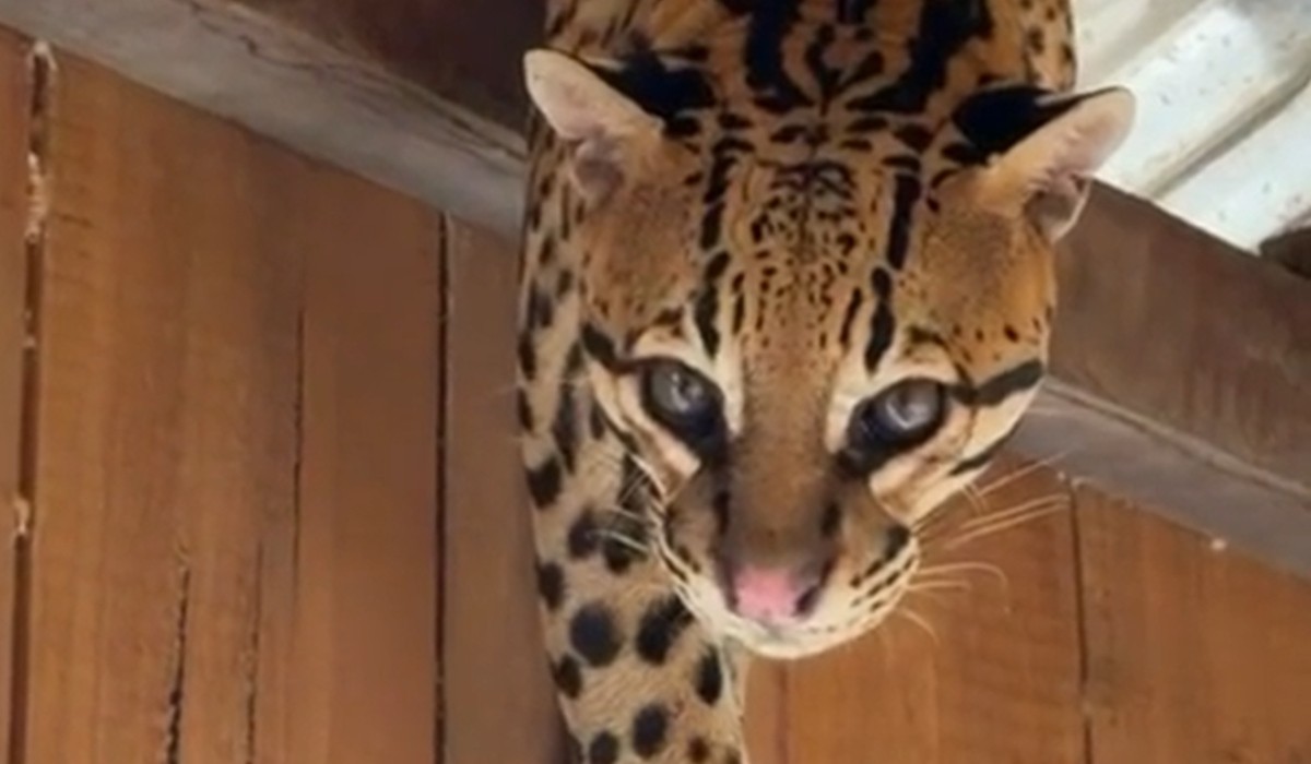 foto Not&iacute;cia Manaus