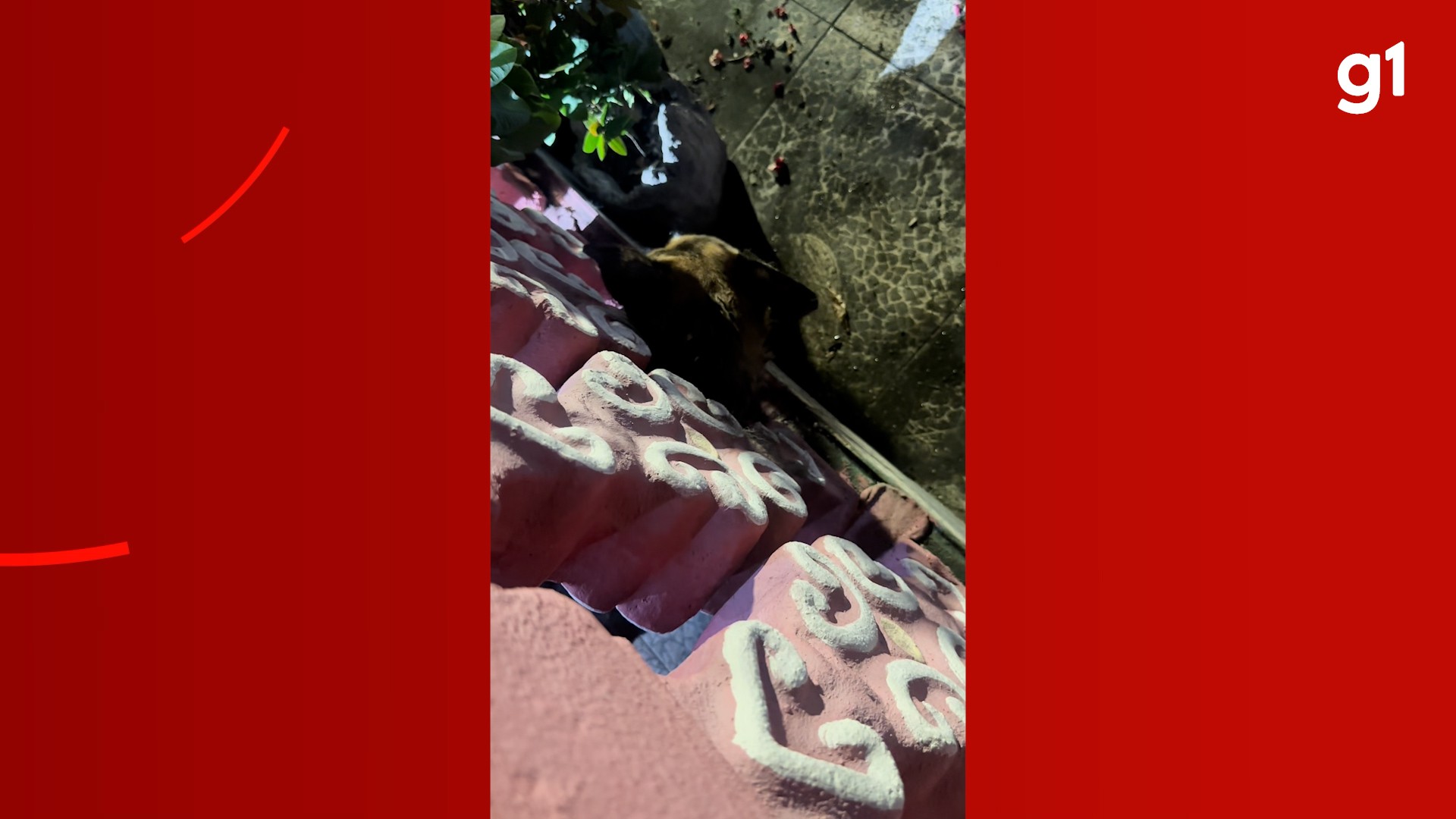 foto Not&iacute;cia Manaus